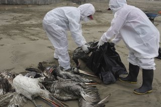 Des oiseaux morts ont été retrouvés sur les côtes du Chili au Mexique (archives).